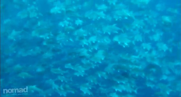 VIDEO: Mass mobile GT bommie!